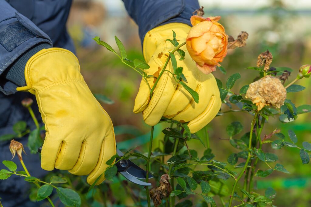 Pruning rose bushes in the fall. The pruner in the hands of the gardener.
