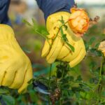 Taille des vieux rosiers : guide pratique pour embellir votre jardin