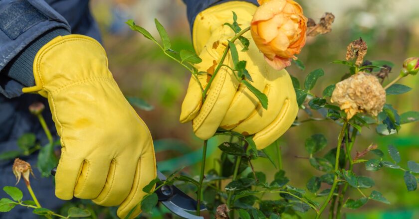 Taille des vieux rosiers : guide pratique pour embellir votre jardin