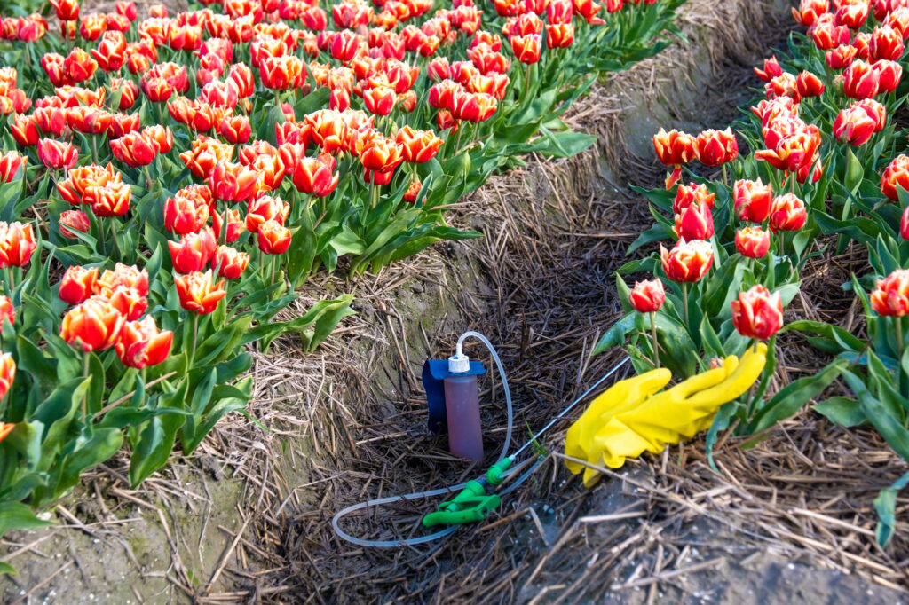 sprayer with pesticides and gloves on the ground with a colorful tulip field in the Netherlands