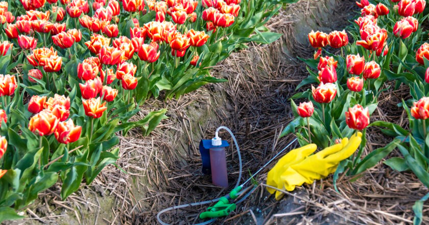 Les impacts du mauvais dosage de roundup pour 5l d’eau sur votre environnement