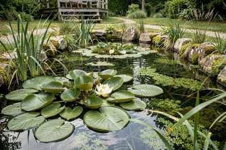 Bassin de jardin naturel avec plantes aquatiques, nénuphars et roseaux favorisant la biodiversité
